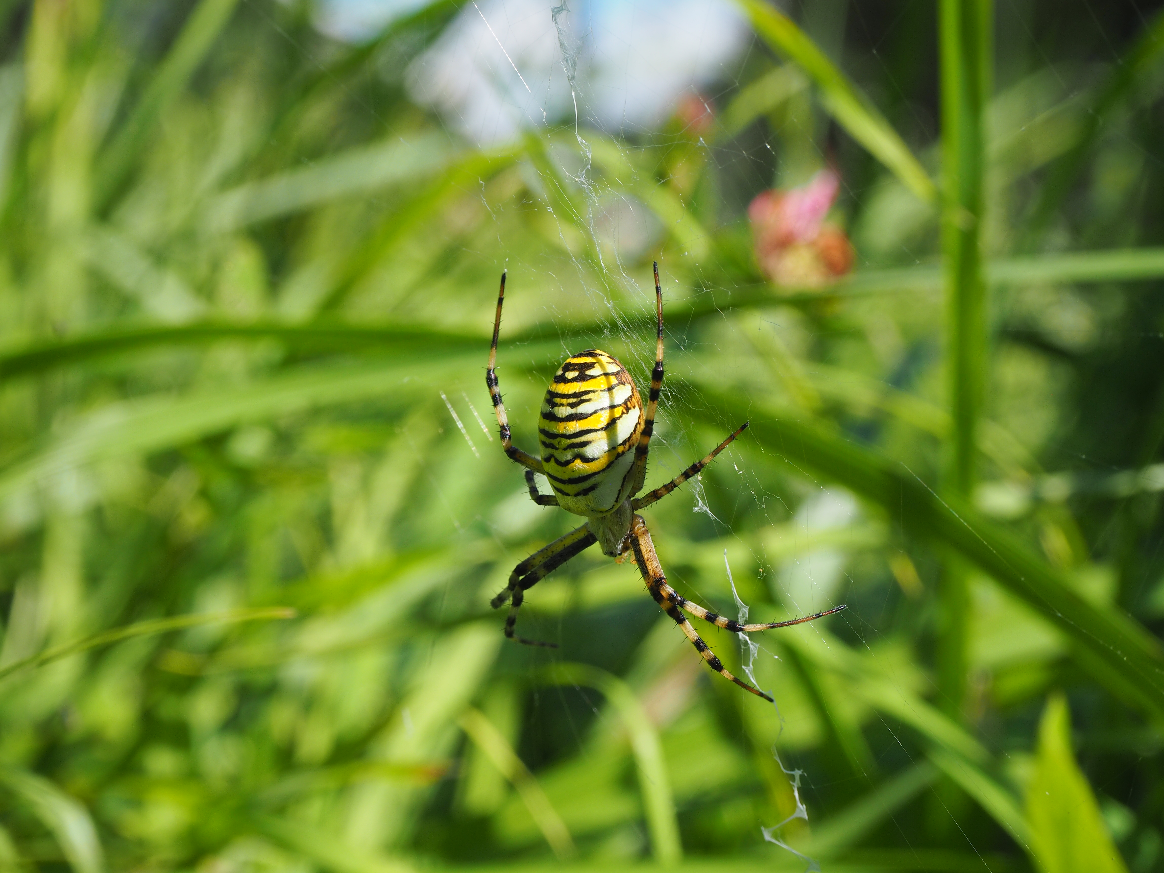 Wespenspinne mit Netz